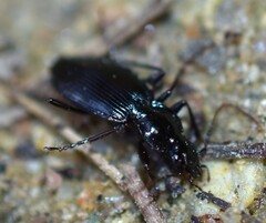 Platynus ovipennis