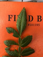 Weinmannia pubescens