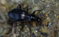 Platynus ovipennis