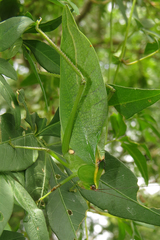 Stilpnochlora nanna