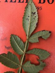 Weinmannia pubescens