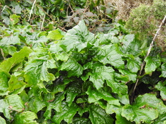Acanthus mollis