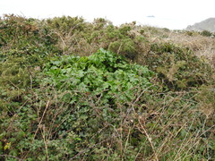 Acanthus mollis