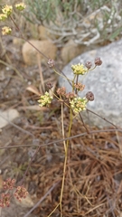 Lichtensteinia obscura