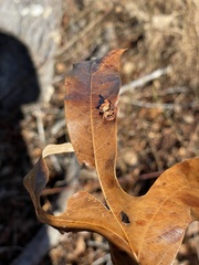 Polystepha symmetrica
