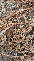 Lichtensteinia obscura