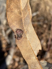 Polystepha symmetrica