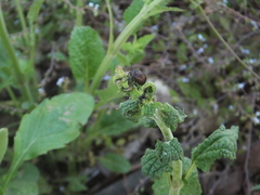 Chrysolina exanthematica