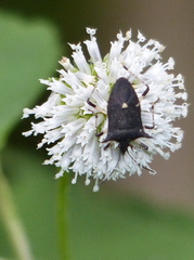 Melanthera nivea