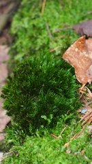 Campylopus flexuosus