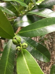 Baloghia inophylla