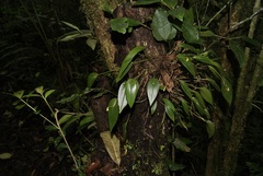 Pleurothallis arietina