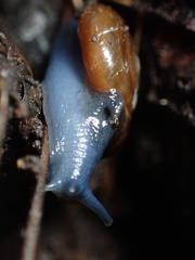 Oxychilus