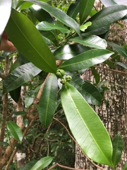 Baloghia inophylla