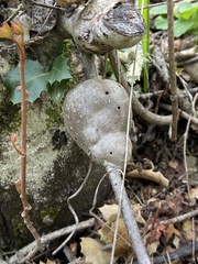 Callirhytis quercussuttoni