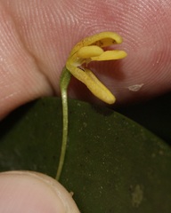 Pleurothallis arietina