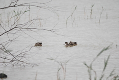 Marmaronetta angustirostris