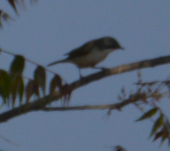 Curruca crassirostris
