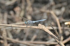 Orthetrum