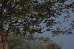 Curruca crassirostris