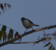 Curruca crassirostris