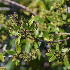 Rhamnus alaternus