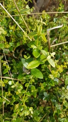 Olea europaea cuspidata