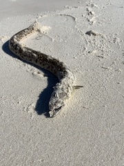 Echiophis intertinctus