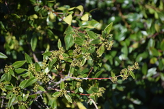 Rhamnus alaternus
