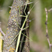 Brunner's Stick Mantises - Photo (c) Greg Lasley, some rights reserved (CC BY-NC), uploaded by Greg Lasley
