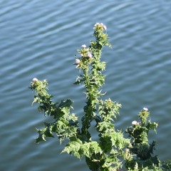 Carduus tenuiflorus