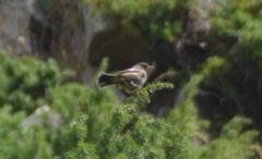 Saxicola maurus
