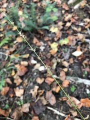 Chasmanthium sessiliflorum