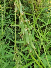 Crotalaria lanceolata