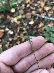 Chasmanthium sessiliflorum