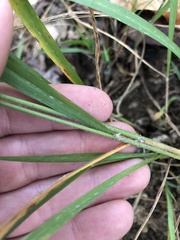 Chasmanthium sessiliflorum