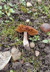 Macrocystidia cucumis