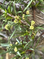 Eriophyes adenostomae