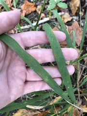Chasmanthium sessiliflorum