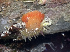 Anthopleura ballii