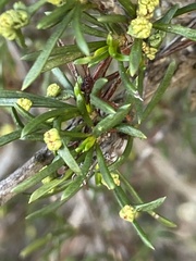 Eriophyes adenostomae