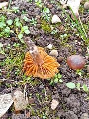 Macrocystidia cucumis