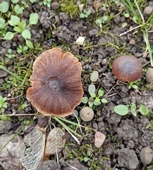 Macrocystidia cucumis