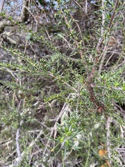 Eriophyes adenostomae