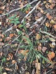 Chasmanthium sessiliflorum