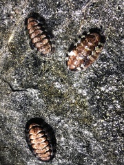 Acanthopleura granulata