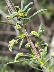 Eriophyes adenostomae