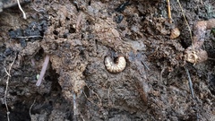 Oryctes nasicornis