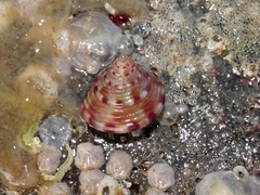 Calliostoma zizyphinum