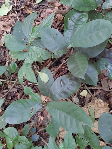 Palaquium formosanum
